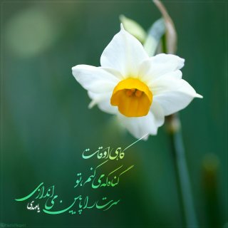 گل نرگس